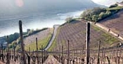 Rund um den Weinbau